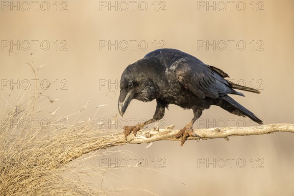 Northern Raven (Corvus corax) perched on a branch, Castile-La Mancha, Spain