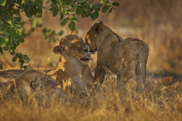 Africa wildlife, Cute lion cub with mother, African danger animal, Panthera leo, Khwai river, Botswana in Africa. Cat babe in nature habitat. Wild lion in the grass habitat