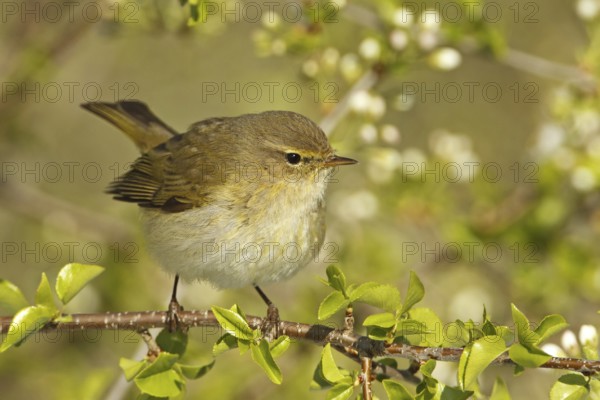 Common Chiffchaff (Phylloscopus collybita), Rhineland-Palatinate, Germany