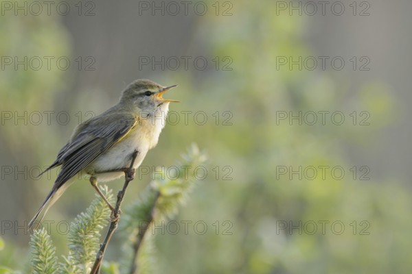 Willow Warbler (Phylloscopus trochilus) singing, Netherlands