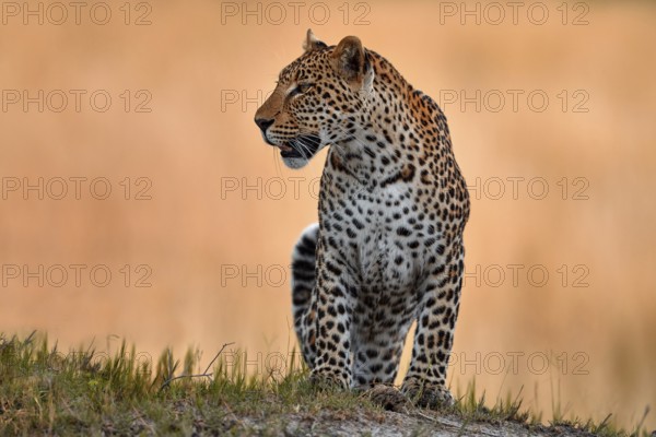 Leopard golden grass sunset, Savuti, Chobe NP, in Botswana, Africa. Big spotted cat in the wild nature. Wildlife Botswana. Wild leopard walk in long gold grass, hot day in Africa