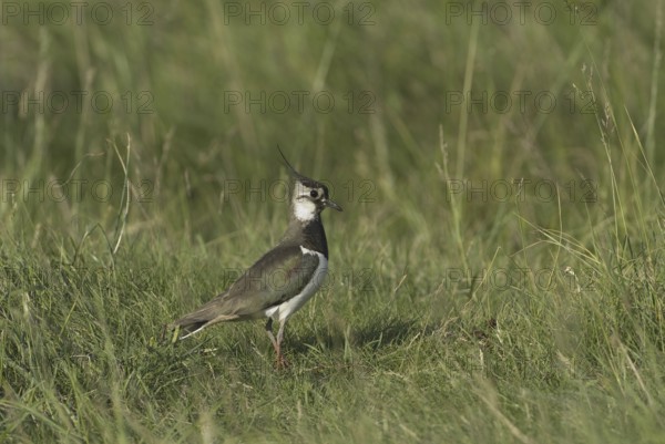 Northern Lapwing (Vanellus vanellus), Lake Neusiedl, Austria