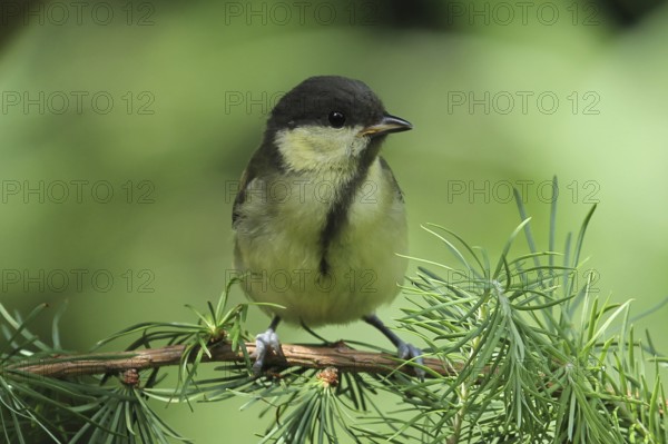 Great Tit (Parus major) juvenile, Lower Saxony, Germany
