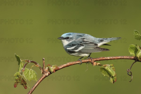 Cerulean Warbler (Setophaga cerulea), Michigan, USA