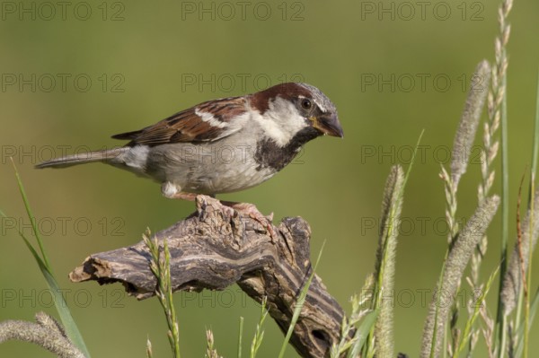 House Sparrow (Passer domesticus) male, St. Gallen, Switzerland