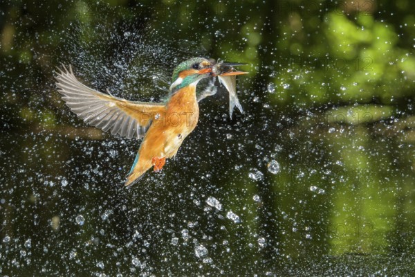 Common Kingfisher (Alcedo atthis) female fishing, Lower Saxony, Germany