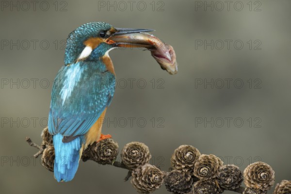 Common Kingfisher (Alcedo atthis) female perched on a branch with a fish in its beak, Lower Saxony, Germany