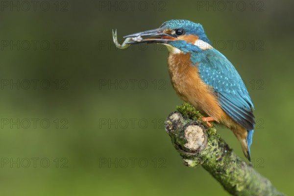 Common Kingfisher (Alcedo atthis) male perched on a branch with a fish in its beak, Lower Saxony, Germany