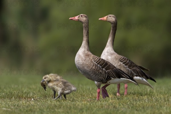 Greylag Goose (Anser anser) with chicks, Saxony-Anhalt, Germany