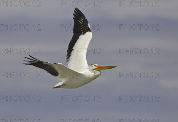 American White Pelican (Pelecanus erythrorhynchos) flying, Montana, USA