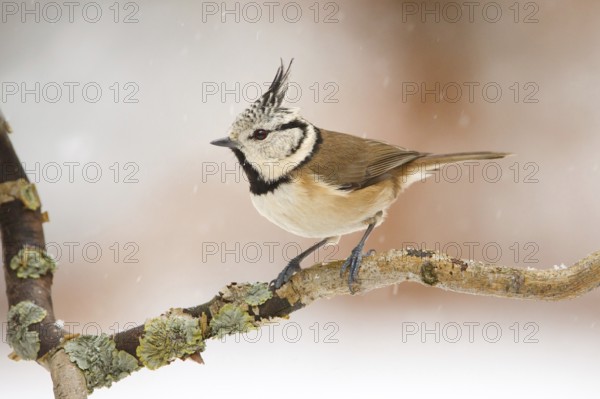 European Crested Tit (Lophophanes cristatus), Utrecht, Netherlands