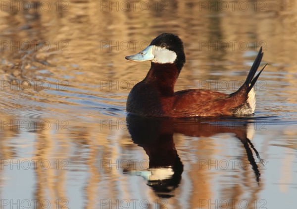 Ruddy Duck (Oxyura jamaicensis) male, Saskatchewan, Canada