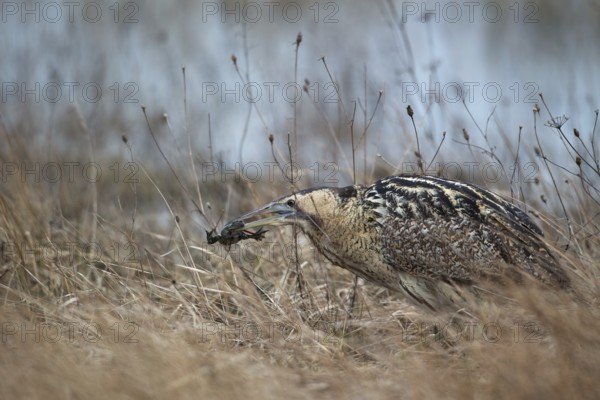 Eurasian Bittern (Botaurus stellaris) foraging, Burgenland, Austria