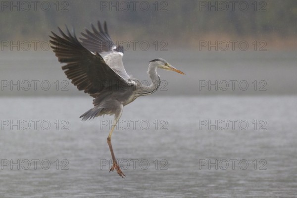 Grey Heron (Ardea cinerea) flying, Poland