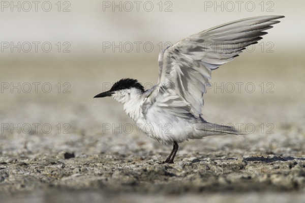 Gull-billed Tern (Gelochelidon nilotica), Castile-La Mancha, Spain
