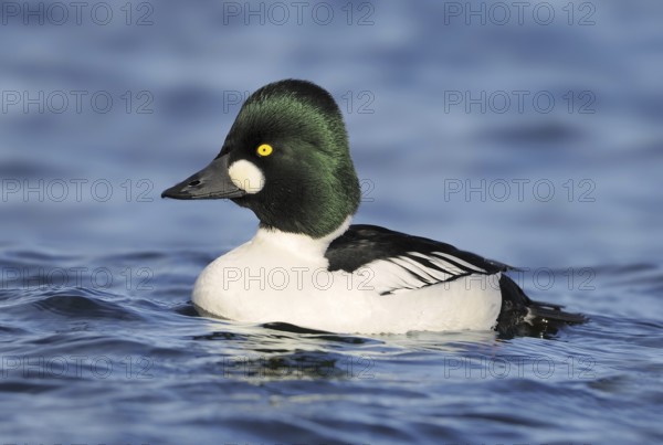 Common Goldeneye (Bucephala clangula) male, British Columbia, Canada