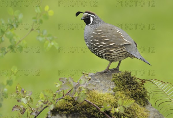 California Quail (Callipepla californica) male, Canada