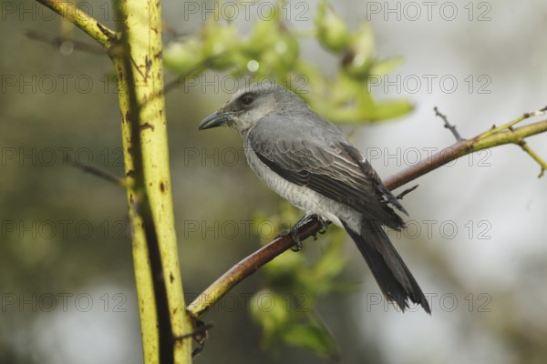 Large Cuckooshrike (Coracina macei), Fraser's Hill, Malaysia