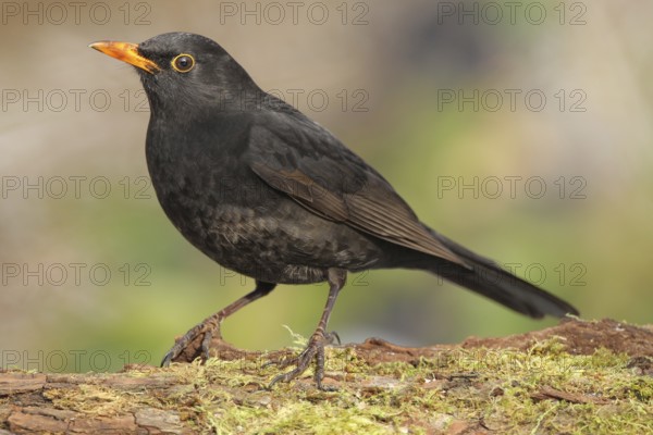 Common Blackbird (Turdus merula) male, Zurich, Switzerland