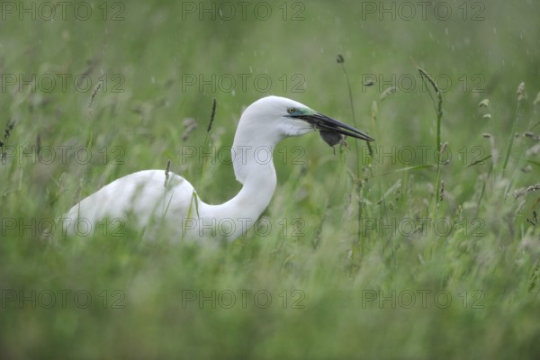 Great Egret (Ardea alba) with prey, Lake Neusiedl, Austria