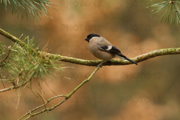 Eurasian Bullfinch (Pyrrhula pyrrhula) female, Utrecht, Netherlands