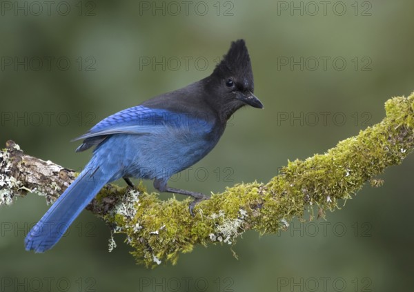 Steller's Jay (Cyanocitta stelleri), British Columbia, Canada