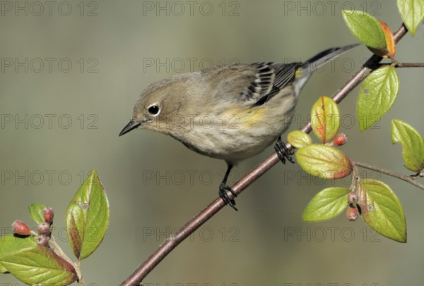 Audubon's Warbler (Setophaga auduboni), British Columbia, Canada