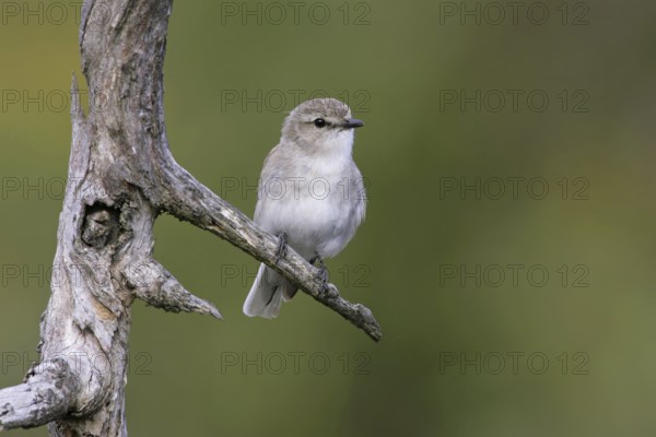 Jacky Winter (Microeca fascinans), Queensland, Australia