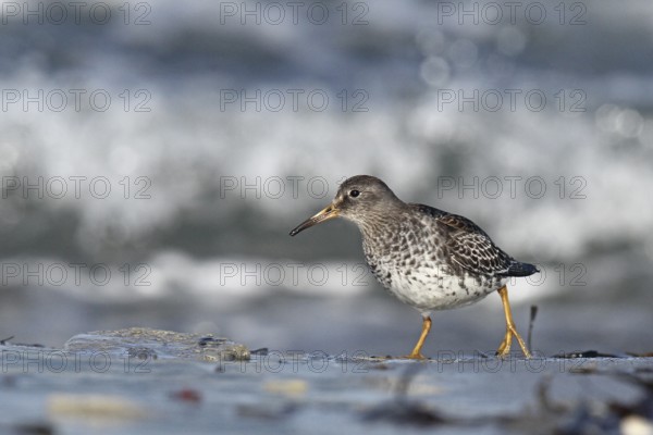 Purple Sandpiper (Calidris maritima), Schleswig-Holstein, Germany