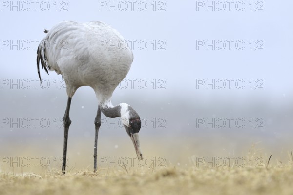 Common Crane (Grus grus), Mecklenburg-Western Pomerania, Germany