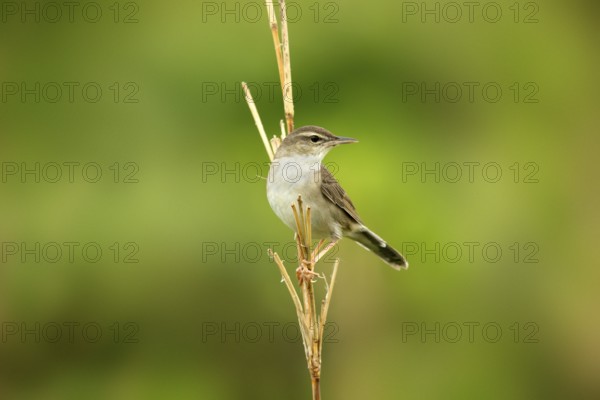Styan's Grasshopper Warbler (Locustella pleskei), Miyakejima, Japan