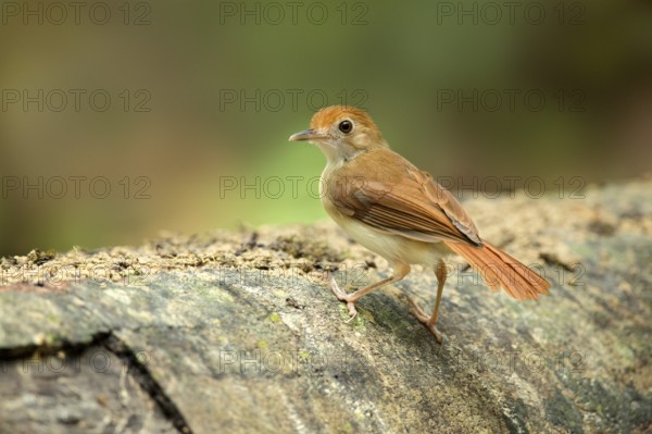Ferruginous Babbler (Trichastoma bicolor), Pahang, Malaysia