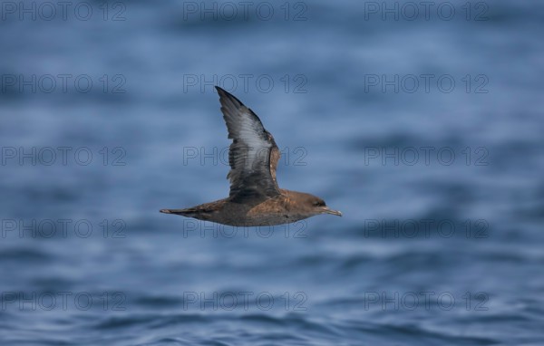 Sooty Shearwater Puffinus griseus San Diego, California, United States 14 September Adult Procellariidae