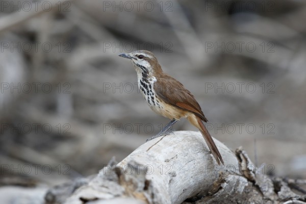 Spotted Palm Thrush (Cichladusa guttata), Lake Baringo, Kenya