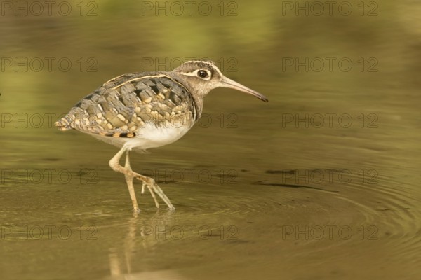 Greater Painted-snipe (Rostratula benghalensis), Gambia