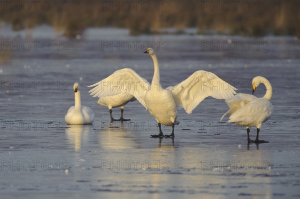 Whooper Swan (Cygnus cygnus), Lower Saxony, Germany