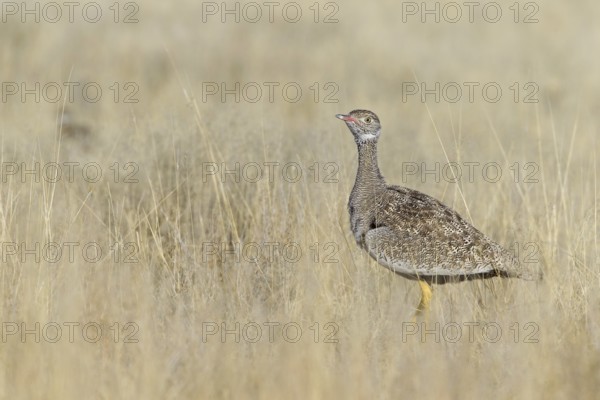 Southern Black Korhaan (Afrotis afra) female, Oshikoto, Etosha National Park, Namibia
