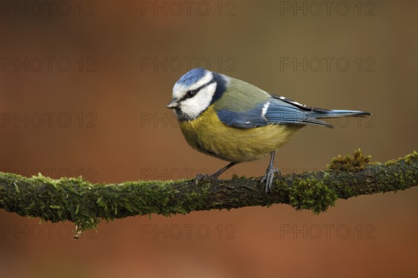 Eurasian Blue Tit (Cyanistes caeruleus), Utrecht, Netherlands