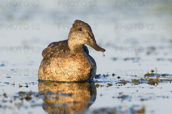 Freckled Duck (Stictonetta naevosa), Victoria, Australia