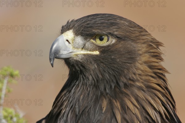Golden Eagle (Aquila chrysaetos), Utah, USA