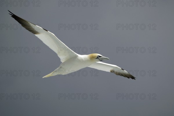 A gannet floats gracefully against a grey sky