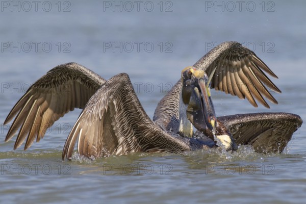 Brown Pelican (Pelecanus occidentalis), Florida, USA