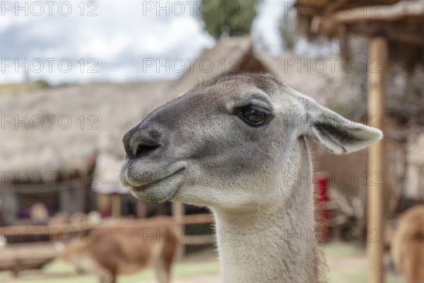Alpaca and Llama Farm, near Cusco, Peru