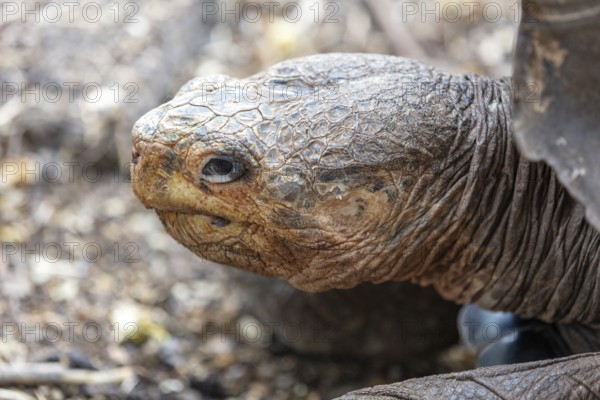 Giant tortoise (Chelonoidis nigra), Santa Cruz, Galapagos, Ecuador