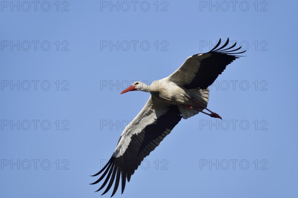 White stork (Ciconia ciconia) flying, North Rhine-Westphalia, Germany