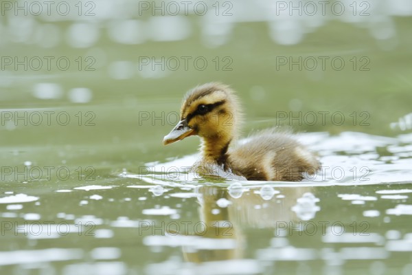 Mallard (Anas platyrhynchos), swimming chick, North Rhine-Westphalia, Germany