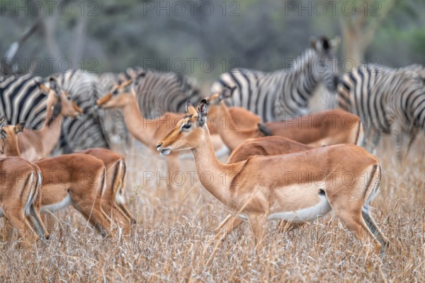 Impala (Aepyceros melampus) with red-billed oxpecker (Buphagus erythrorynchus), black heeler antelope, herd in dry grass, Kruger National Park, South Africa