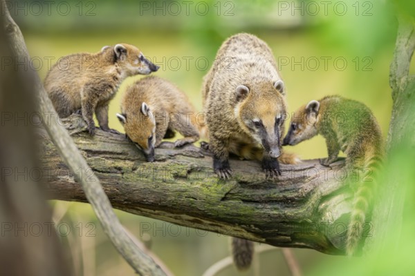 South American coati (Nasua nasua) mother with its youngsters on an old tree trunk, captive, Zoo Augsburg