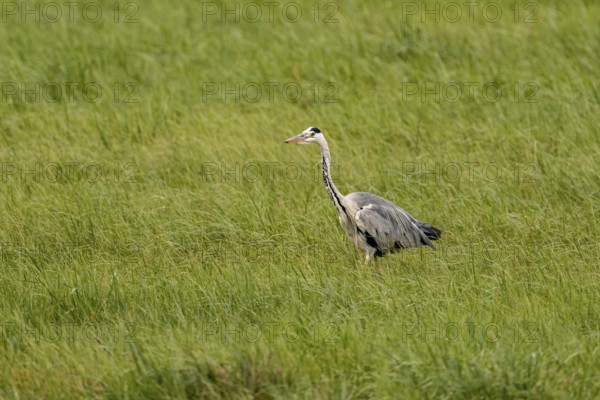 Grey heron (Ardea cinerea), Vulkaneifel, Rhineland-Palatinate, Germany