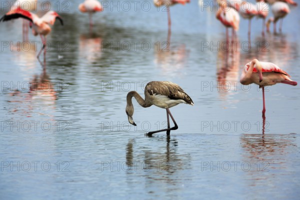 Pink flamingos (Phoenicopterus roseus), standing in the water, young bird, Pont de Gau bird park, Camargue, France